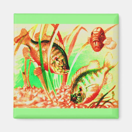 Aimant poisson d'eau douce (Devant)