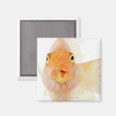 Aimant Poisson d'eau douce tropicale (Recto/Verso)