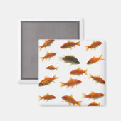 Aimant Poisson d'or 3 (Recto/Verso)