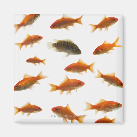 Aimant Poisson d'or 3 (Devant)