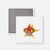Aimant Poisson d'or aux grands yeux 2 (Recto/Verso)