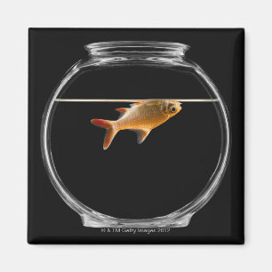 Aimant Poisson d'or dans le bol 2