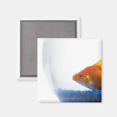 Aimant Poisson d'or dans un bol sur arrière - plan blanc (Recto/Verso)