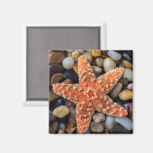 Aimant Poisson-étoile sur rochers (Recto/Verso)