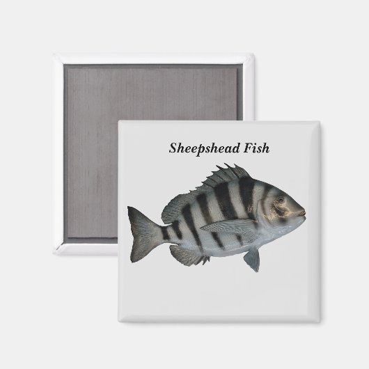 Aimant poisson mouton (Recto/Verso)