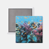 Aimant Poisson orange tropical et corail rose (Recto/Verso)