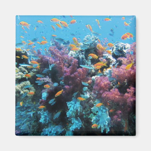 Aimant Poisson orange tropical et corail rose (Devant)