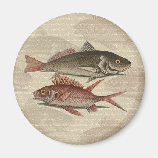 Aimant Poisson Perche rouge Art pêcheur (Devant)