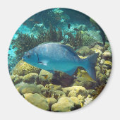 Aimant Poisson récif (Devant)