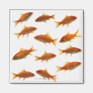 Aimant Poisson rouge