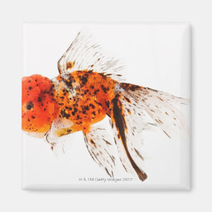 Aimant Poisson rouge de lionhead de calicot (auratus de