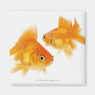 Aimant Poisson rouge deux se croisant