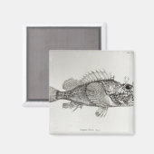 Aimant Poisson Scorpion (Recto/Verso)