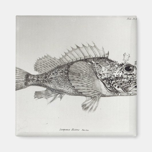 Aimant Poisson Scorpion (Devant)