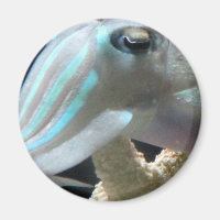 Poisson-seigle lumineux