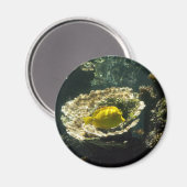 Aimant Poisson solaire (Recto/Verso)