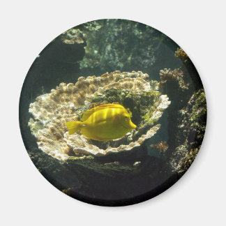 Aimant Poisson solaire