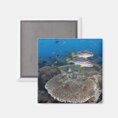 Aimant Poisson Sweetlip (Recto/Verso)