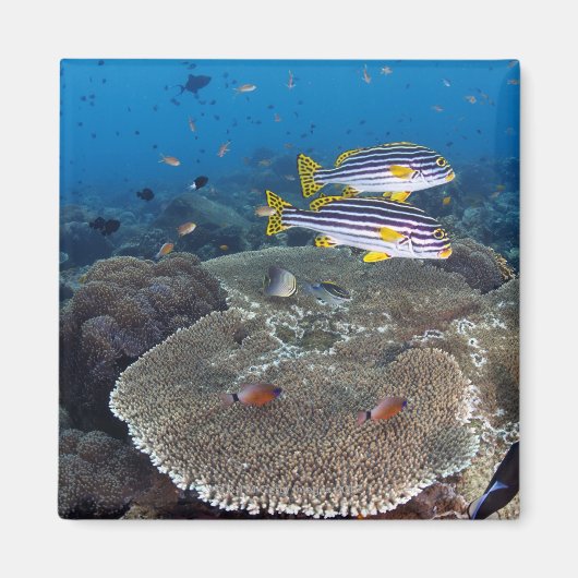 Aimant Poisson Sweetlip (Devant)