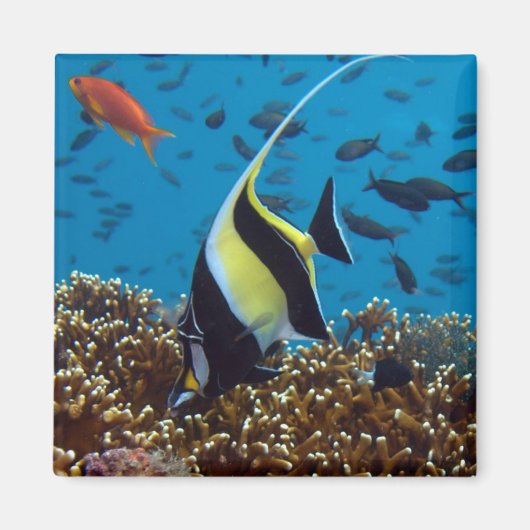 Aimant Poisson tropical (Devant)