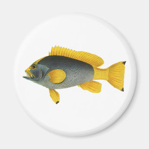 Aimant Poisson vintage bleu et jaune, Vie marine