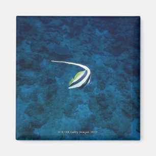 Aimant Poissons 2