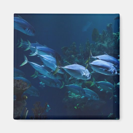 Aimant Poissons d'aquarium cool eau sombre (Devant)