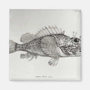 Aimant Poissons de scorpion
