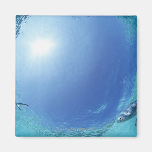 Aimant Poissons en mer