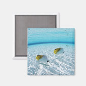 Aimant Poissons en mer 2 (Recto/Verso)