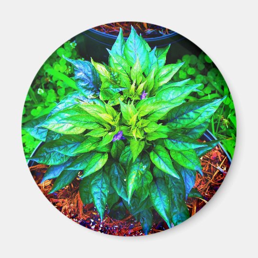 Aimant poivron pourpre (Devant)