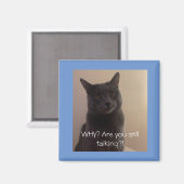 Aimant Polo le chat Pourquoi parles-tu encore ? (Recto/Verso)