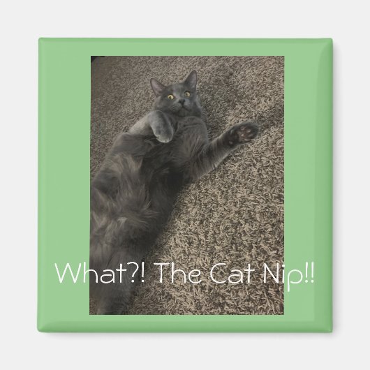 Aimant Polo le chat "What the Cat NIP? !" (Devant)
