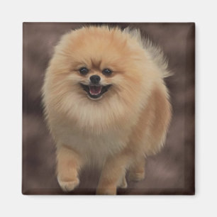 Aimant Pomeranian