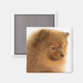 Aimant Poméranien (Recto/Verso)