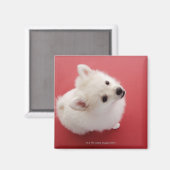 Aimant Poméranien sur le tapis rouge (Recto/Verso)