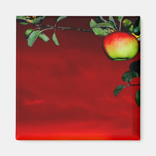 Aimant Pomme de paradis (Devant)