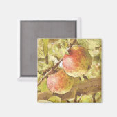 AIMANT POMMES (Recto/Verso)