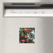 Aimant Pommes rouges (In Situ (Lave-vaisselle))