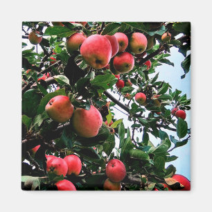 Aimant Pommes rouges