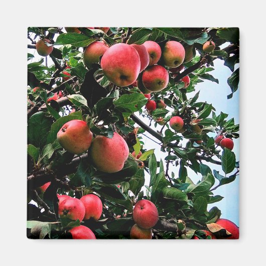 Aimant Pommes rouges (Devant)
