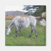 Aimant poney de Dartmoor (Devant)