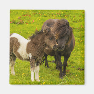 Aimant Poney Shetland mère et progéniture