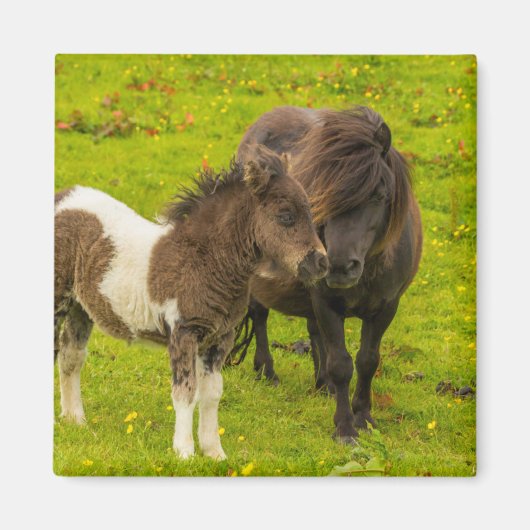 Aimant Poney Shetland mère et progéniture (Devant)