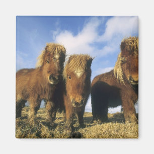 Aimant Poney Shetland, Shetland continentale,
