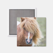 Aimant Pony Shetland sur l'île d'Unst (Recto/Verso)