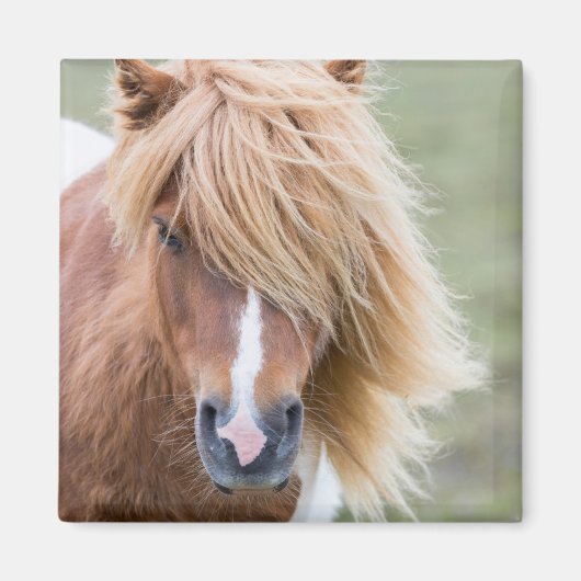 Aimant Pony Shetland sur l'île d'Unst (Devant)