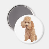 Aimant Poodle (Recto/Verso)