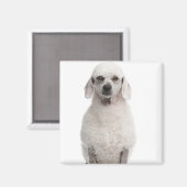 Aimant Poodle (1 an) (Recto/Verso)