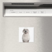 Aimant Poodle (1 an) (In Situ (Lave-vaisselle))